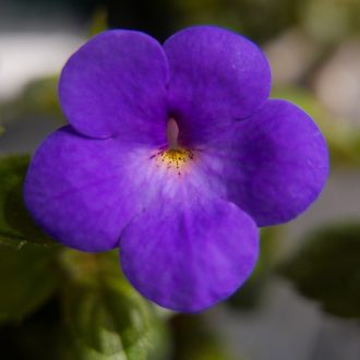 Achimenes x hybrida 'SL's 124 Asella'