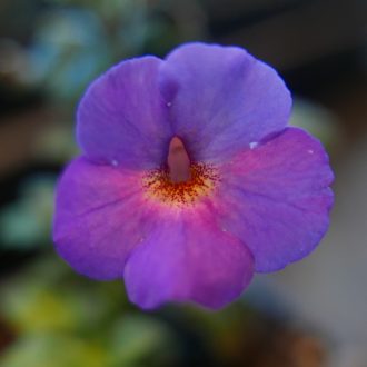 Achimenes x hybrida 'SL's 166 Árpádina'