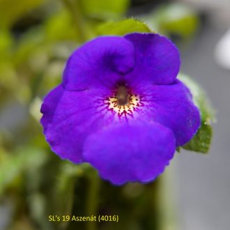 Achimenes x hybrida 'SL's 19 Aszenát'