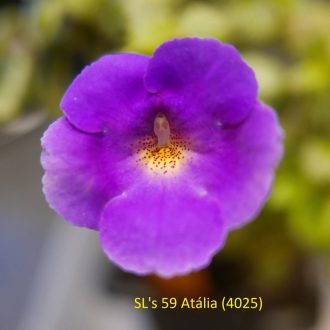 Achimenes x hybrida 'SL's 59 Atália'