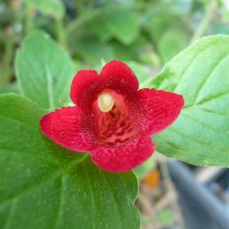   Achimenes x hybrida 'RF's Seemannia First lady 'B'