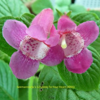   Achimenes x hybrida 'Seemannia SL's 12 Listen To Your Heart'