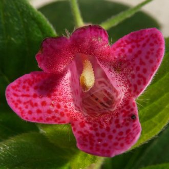   Achimenes x hybrida 'Seemannia SL's 25 Fight Club'