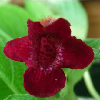 Achimenes x hybrida 'Seemannia SL's La Lollo'