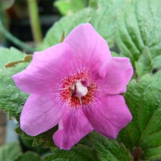 Achimenes x hybrida 'RF's Victoria'