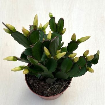 Rhipsalidopsis gaertneri 