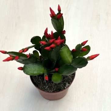 Rhipsalidopsis gaertneri 