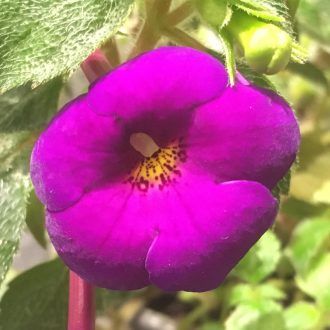 Achimenes x hybrida 'SL's 160 Aszpázia'