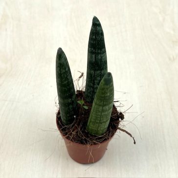 Sansevieria cylindrica 