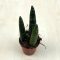 Sansevieria cylindrica 