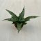 Sansevieria ‘Tough Lady’
