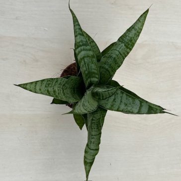 Sansevieria ‘Tough Lady’