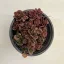Sedum tetractinum 'Coral reef'