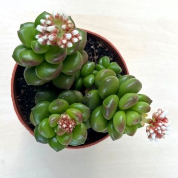 Sedum lucidum 'Obesum'