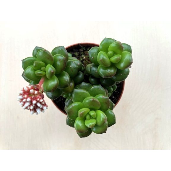 Sedum lucidum 'Obesum'