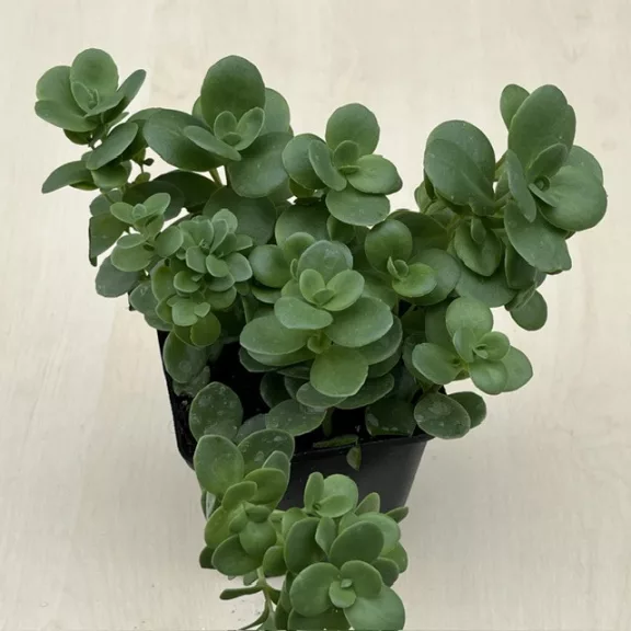 Sedum tetractinum