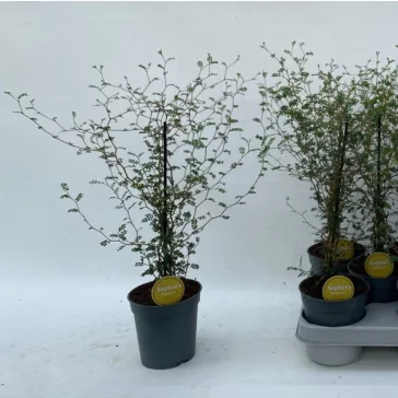 Sophora prostrata 'Little Baby'