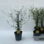 Sophora prostrata 'Little Baby'