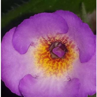 Achimenes x hybrida 'Spattered Rainbow'