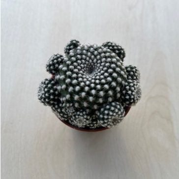 Sulcorebutia heliosoides