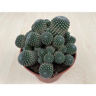 Sulcorebutia heliosoides