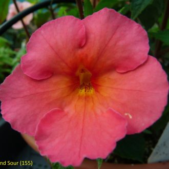Achimenes x hybrida ''Sweet And Sour'