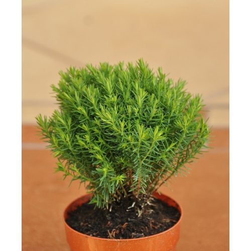 Thuja occidentalis Teddy