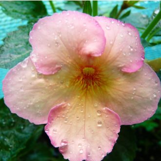 Achimenes x hybrida 'Tropic Mix'