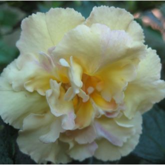 Achimenes x hybrida 'Yellow English Rose' 