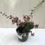 Abelia 'Edward Goucher'