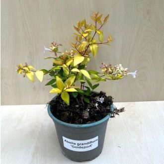 Abelia grandiflora 'Gold Spot'