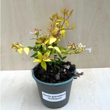 Abelia grandiflora 'Gold Spot'