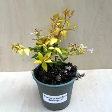 Abelia grandiflora 'Gold Spot'