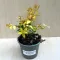 Abelia grandiflora 'Gold Spot'