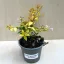 Abelia grandiflora 'Gold Spot'