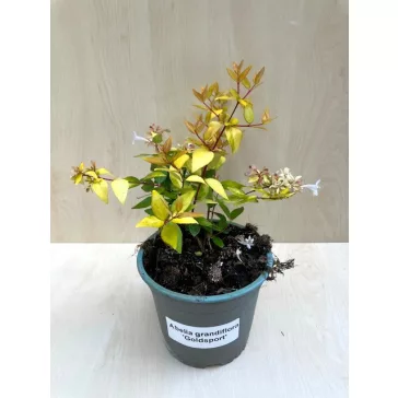 Abelia grandiflora 'Gold Spot'