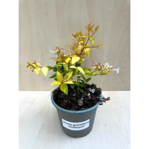 Abelia grandiflora 'Gold Spot'