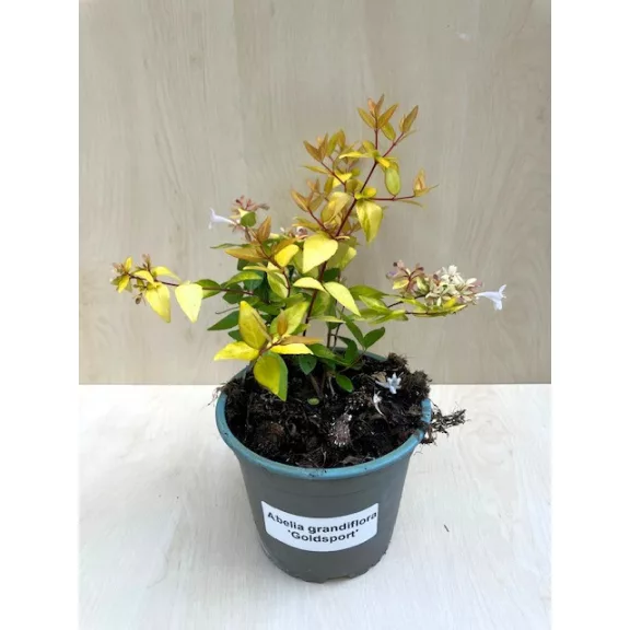 Abelia grandiflora 'Gold Spot'