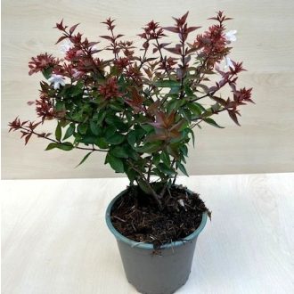 Abelia grandiflora 'Semperflorens'
