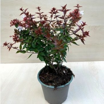 Abelia grandiflora 'Semperflorens'