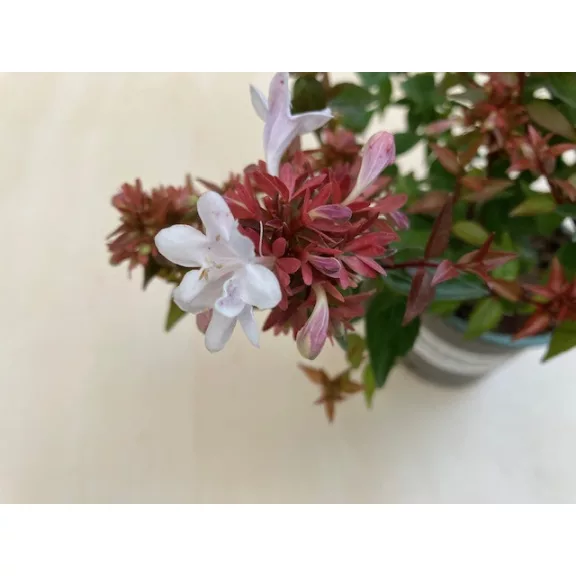 Abelia grandiflora 'Semperflorens'