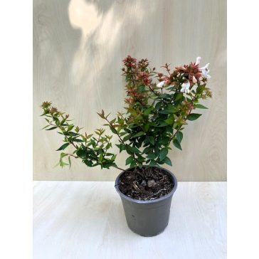 Abelia grandiflora 'Sherwoodii'