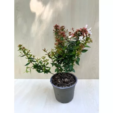 Abelia grandiflora 'Sherwoodii'