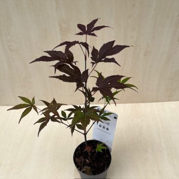 Acer palmatum ‘Atropurpureum’
