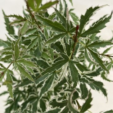 Acer palmatum ‘Butterfly’