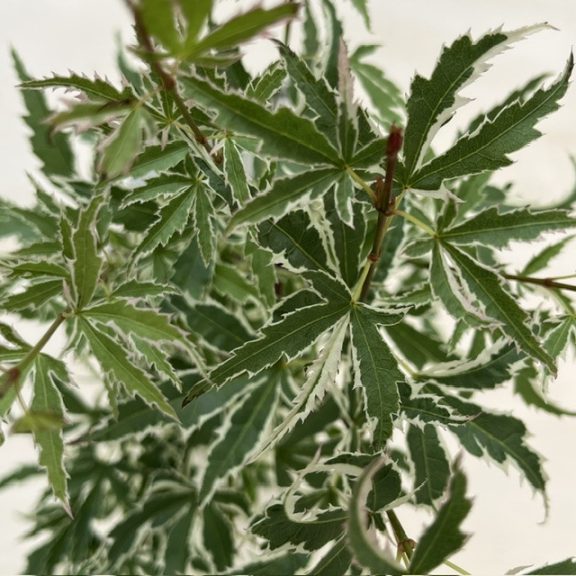 Acer palmatum ‘Butterfly’
