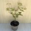  Acer palmatum ‘Emerald Lace’ 