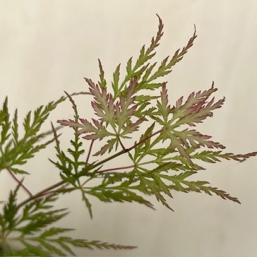  Acer palmatum ‘Emerald Lace’ 