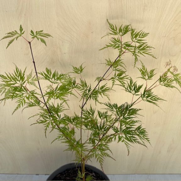  Acer palmatum ‘Emerald Lace’ 