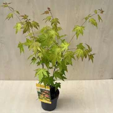 Acer palmatum ‘Orange Dream’